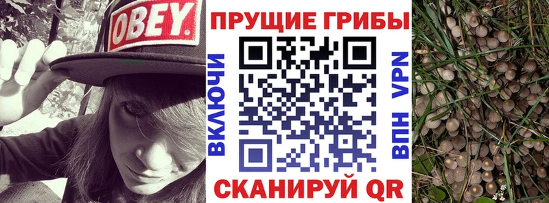 Псилоцибиновые грибы Psilocybine cubensis  Калязин 